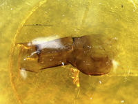 Bittacus rossi image