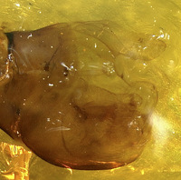 Bittacus rossi image