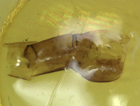 Bittacus rossi image