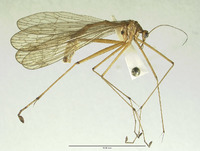 Bittacus rossi image