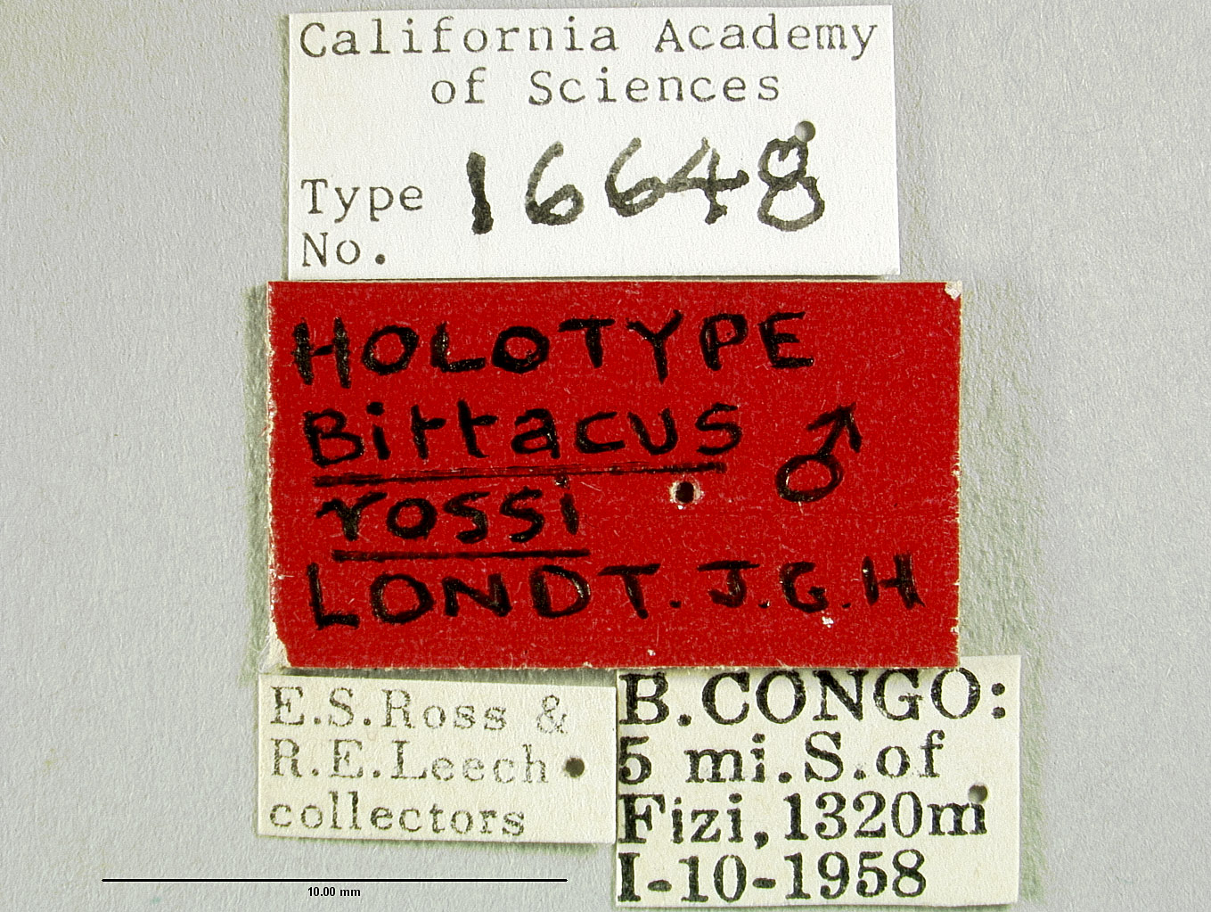 Bittacus rossi image