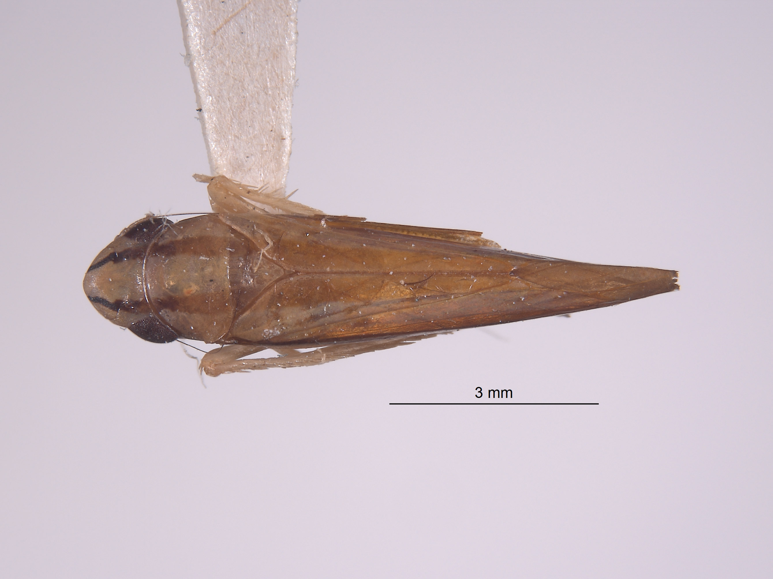 Sibovia improvisula image