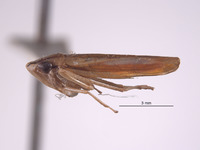 Sibovia improvisula image