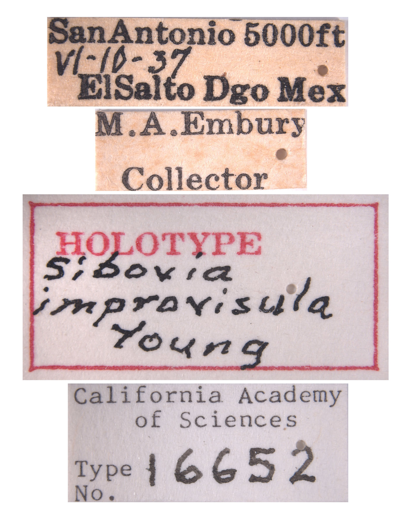 Sibovia improvisula image