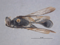 Isodontia immaculata image