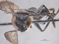 Isodontia immaculata image
