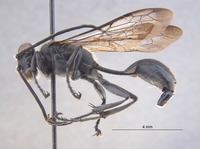 Isodontia immaculata image