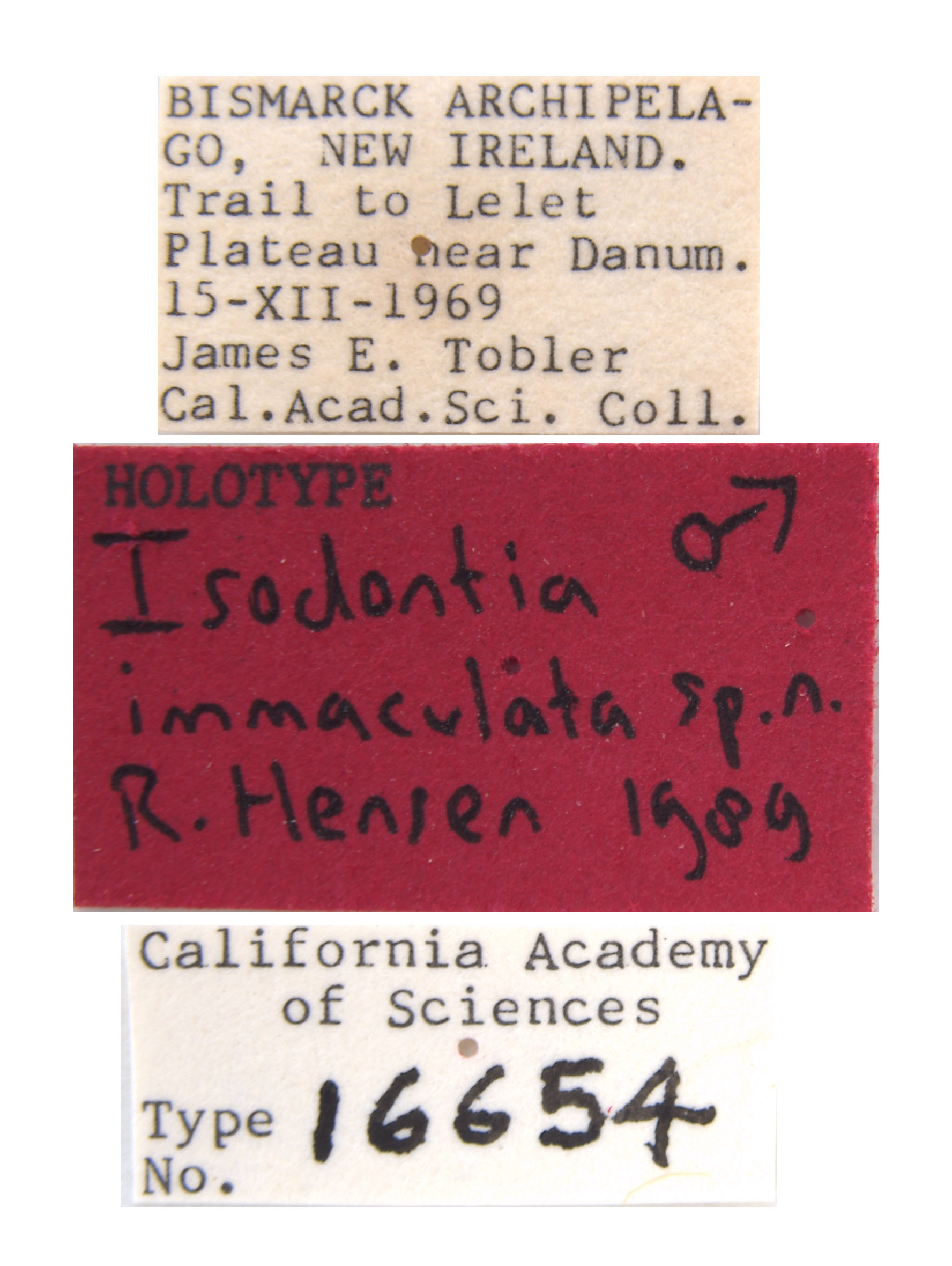 Isodontia immaculata image