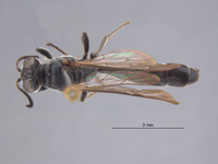 Sphex fuliginosa image