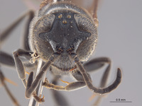 Sphex fuliginosa image