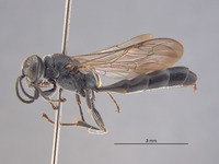 Sphex fuliginosa image