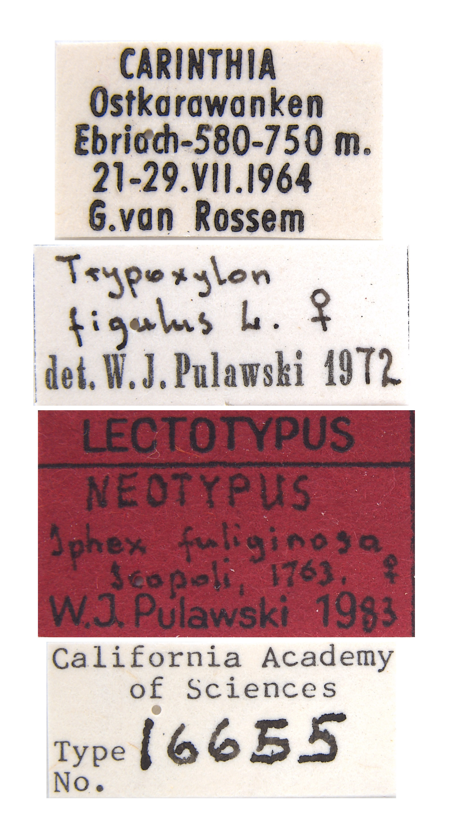 Sphex fuliginosa image
