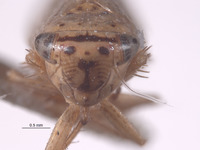 Exitianus brunneopictus image