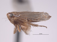 Exitianus brunneopictus image