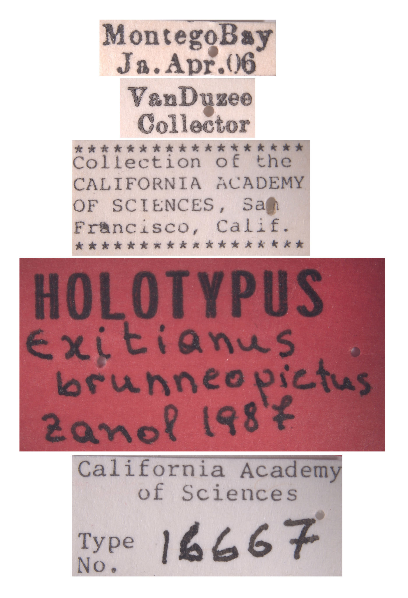 Exitianus brunneopictus image