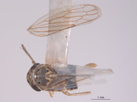 Exitianus spinosus image