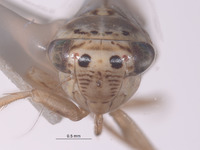 Exitianus spinosus image