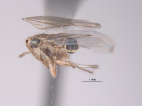 Exitianus spinosus image