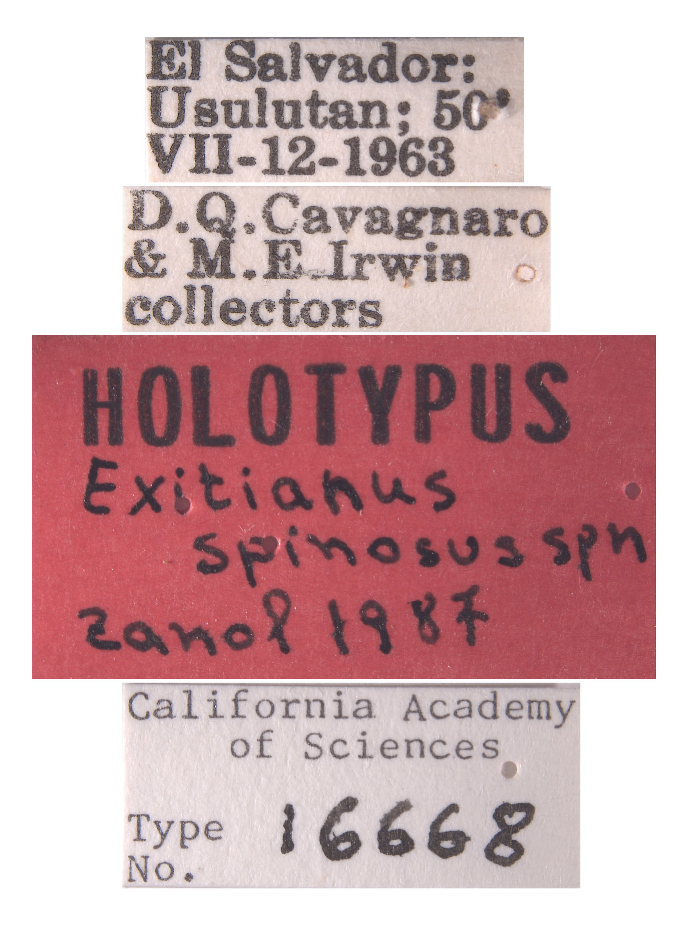 Exitianus spinosus image