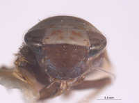 Taperinna maculata image