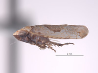 Taperinna maculata image