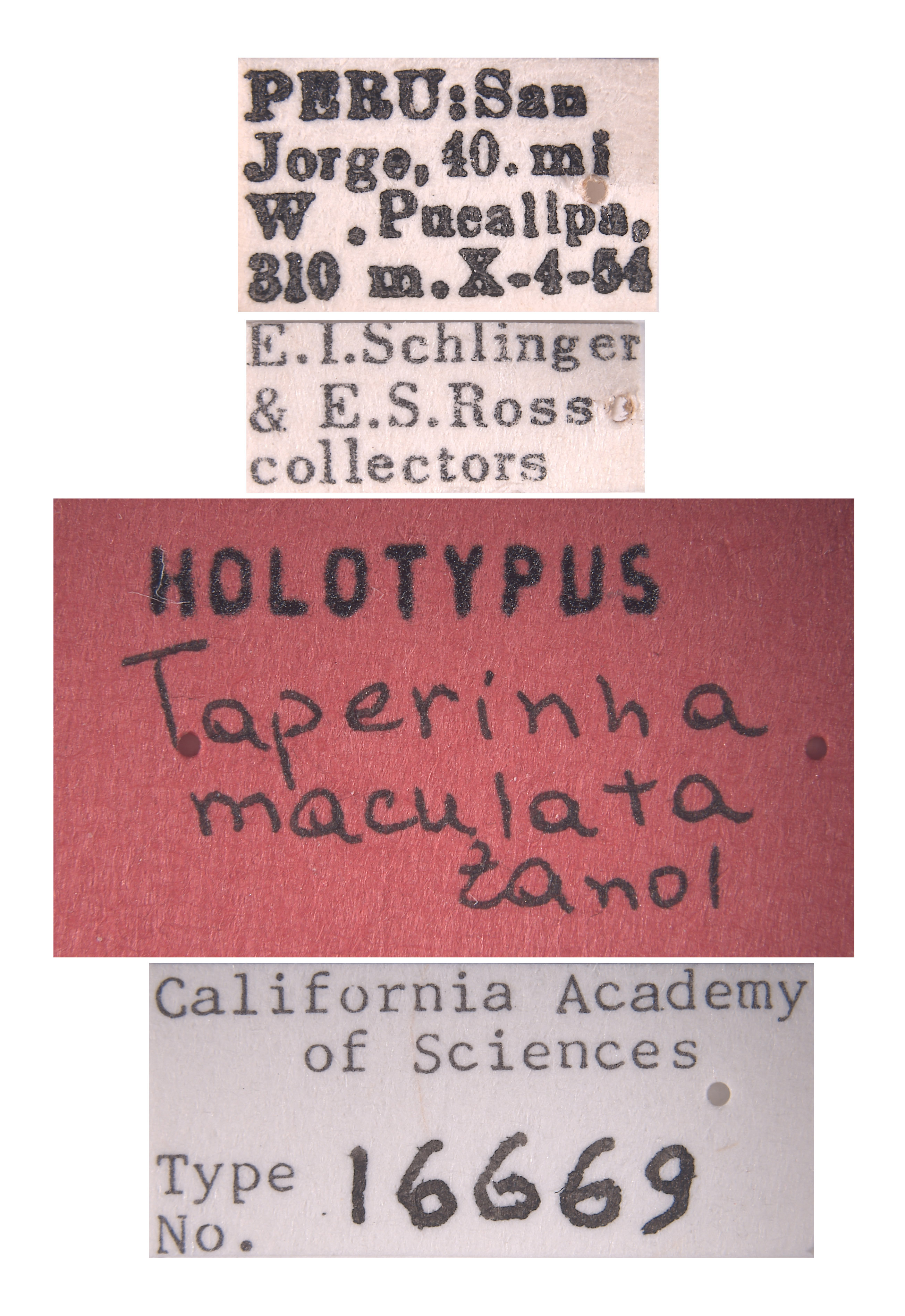 Taperinna maculata image