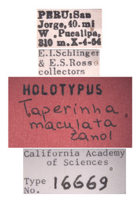 Taperinna maculata image