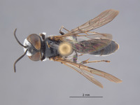 Odontosphex damara image