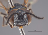 Odontosphex damara image