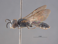 Odontosphex damara image