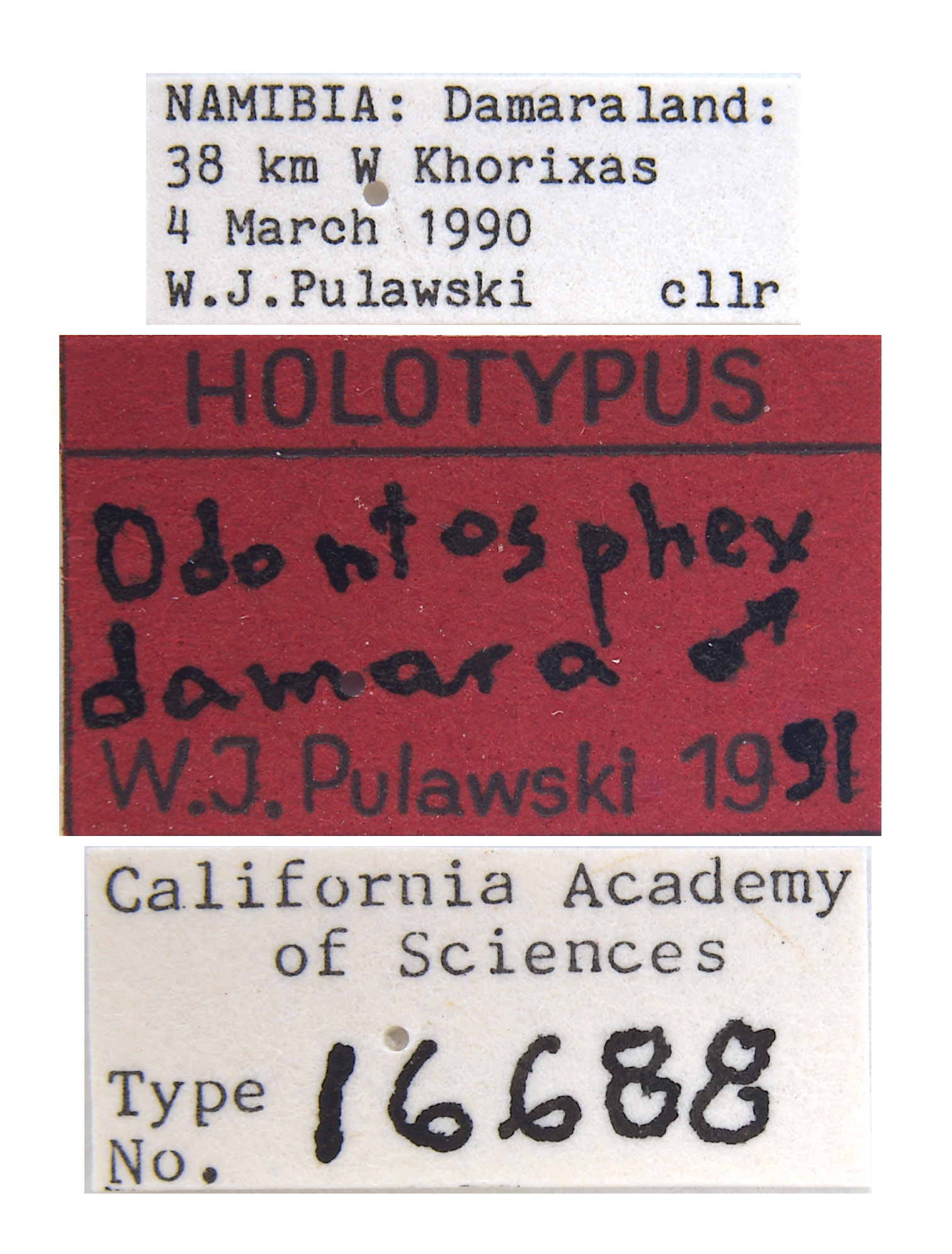 Odontosphex damara image