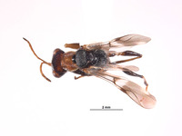 Mesodryinus obrieni image