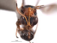 Mesodryinus obrieni image