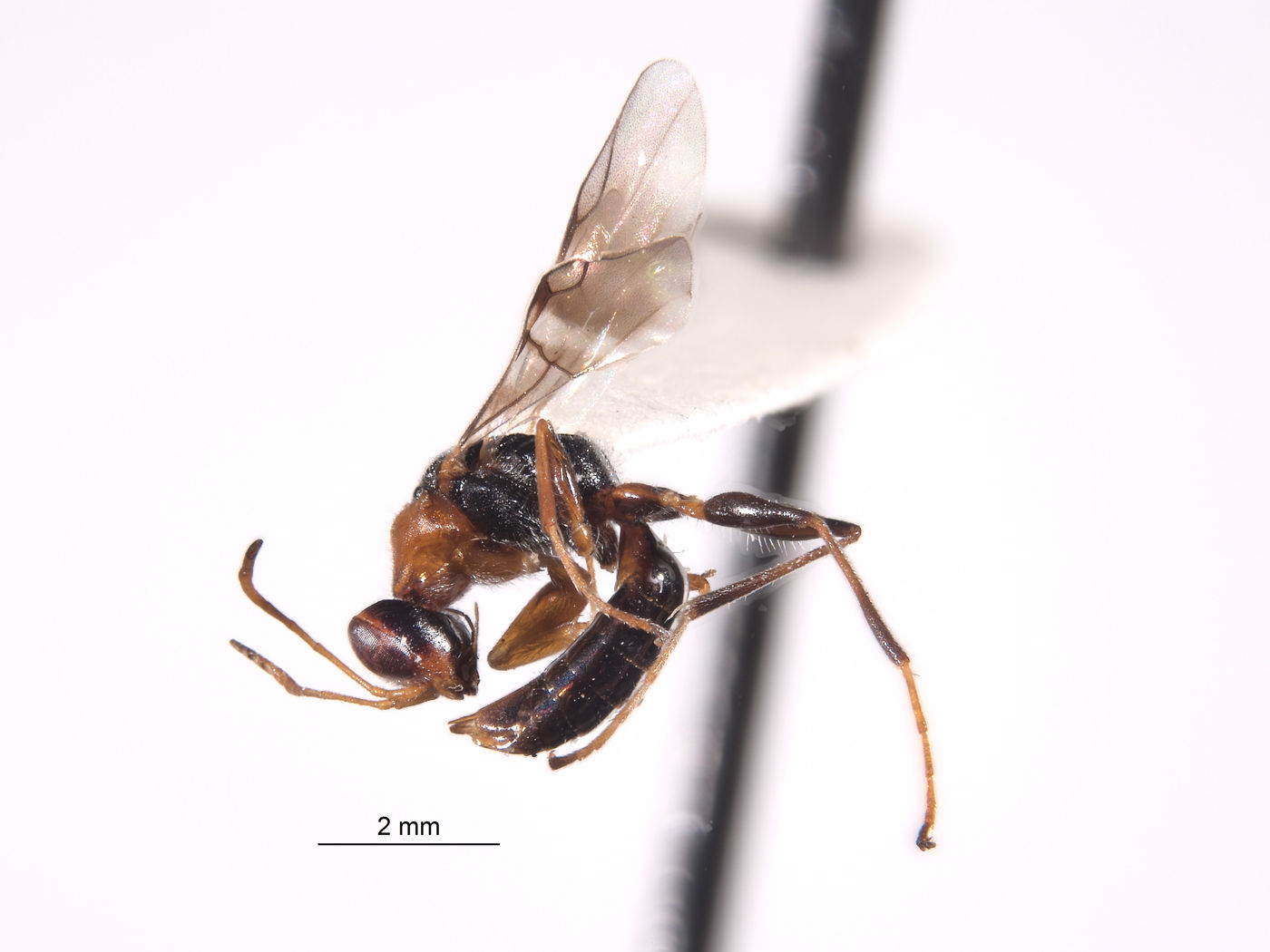 Mesodryinus obrieni image