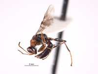 Image of Mesodryinus obrieni