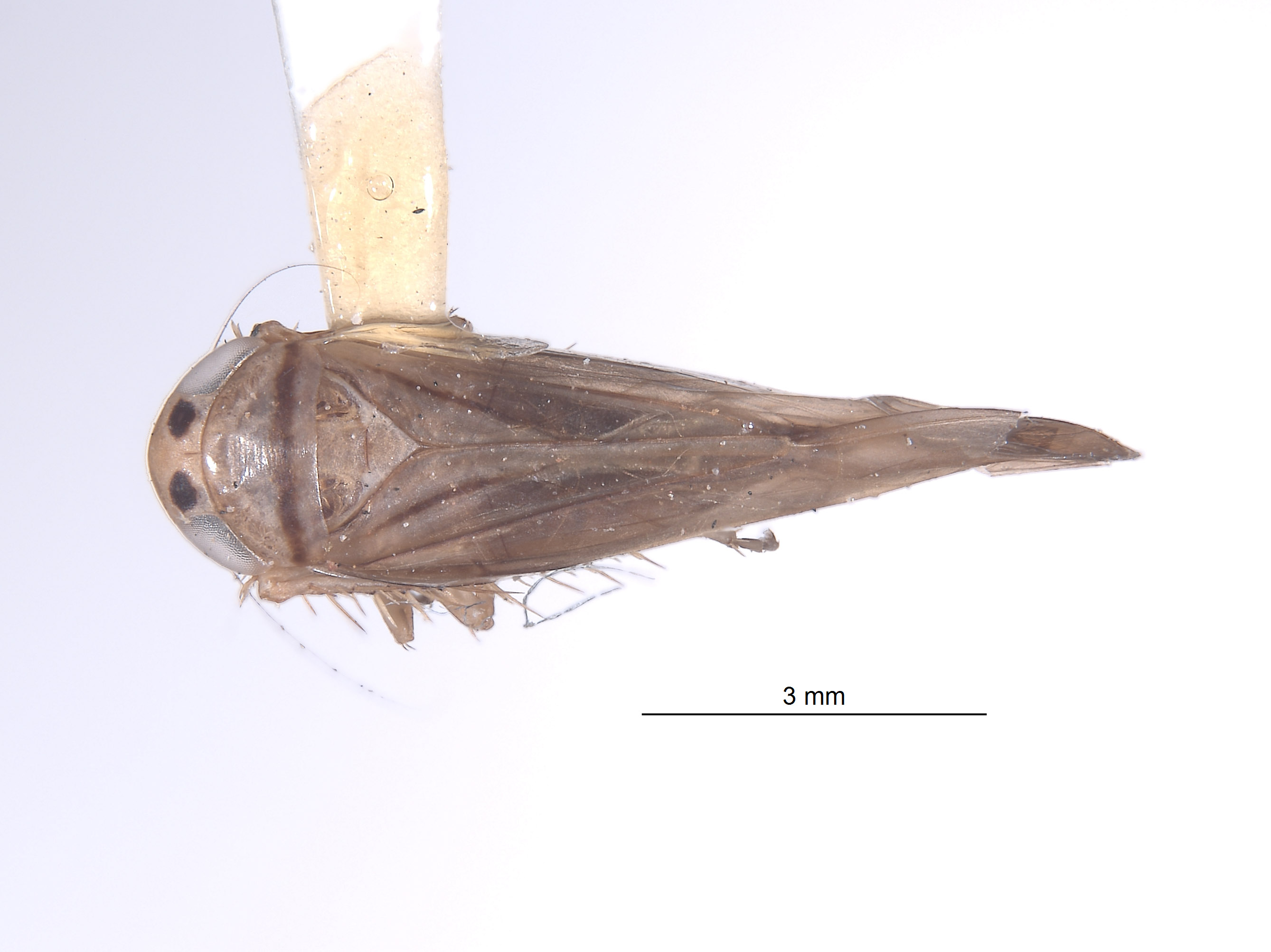 Copididonus brunneus image