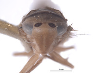 Copididonus brunneus image
