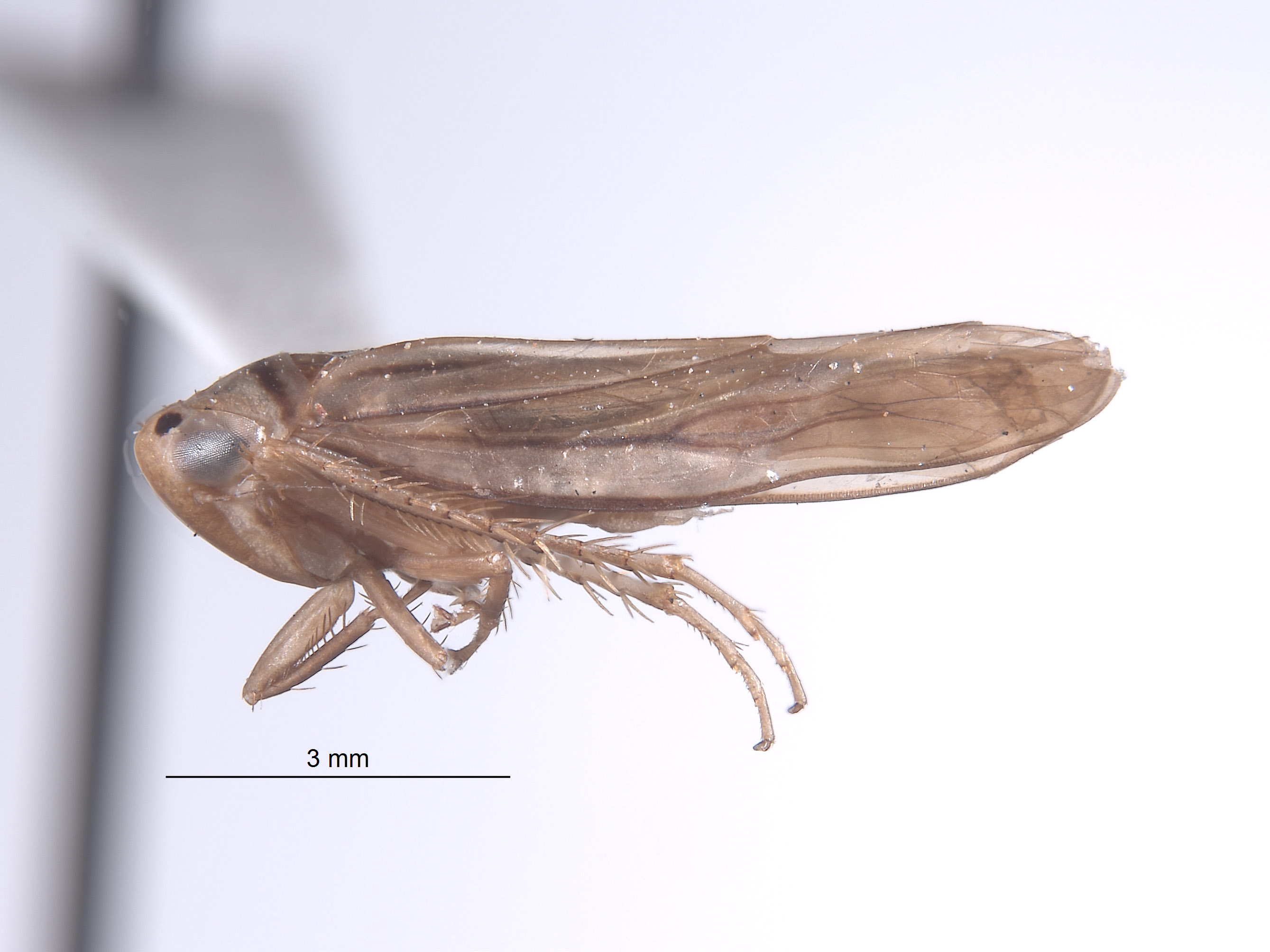 Copididonus image