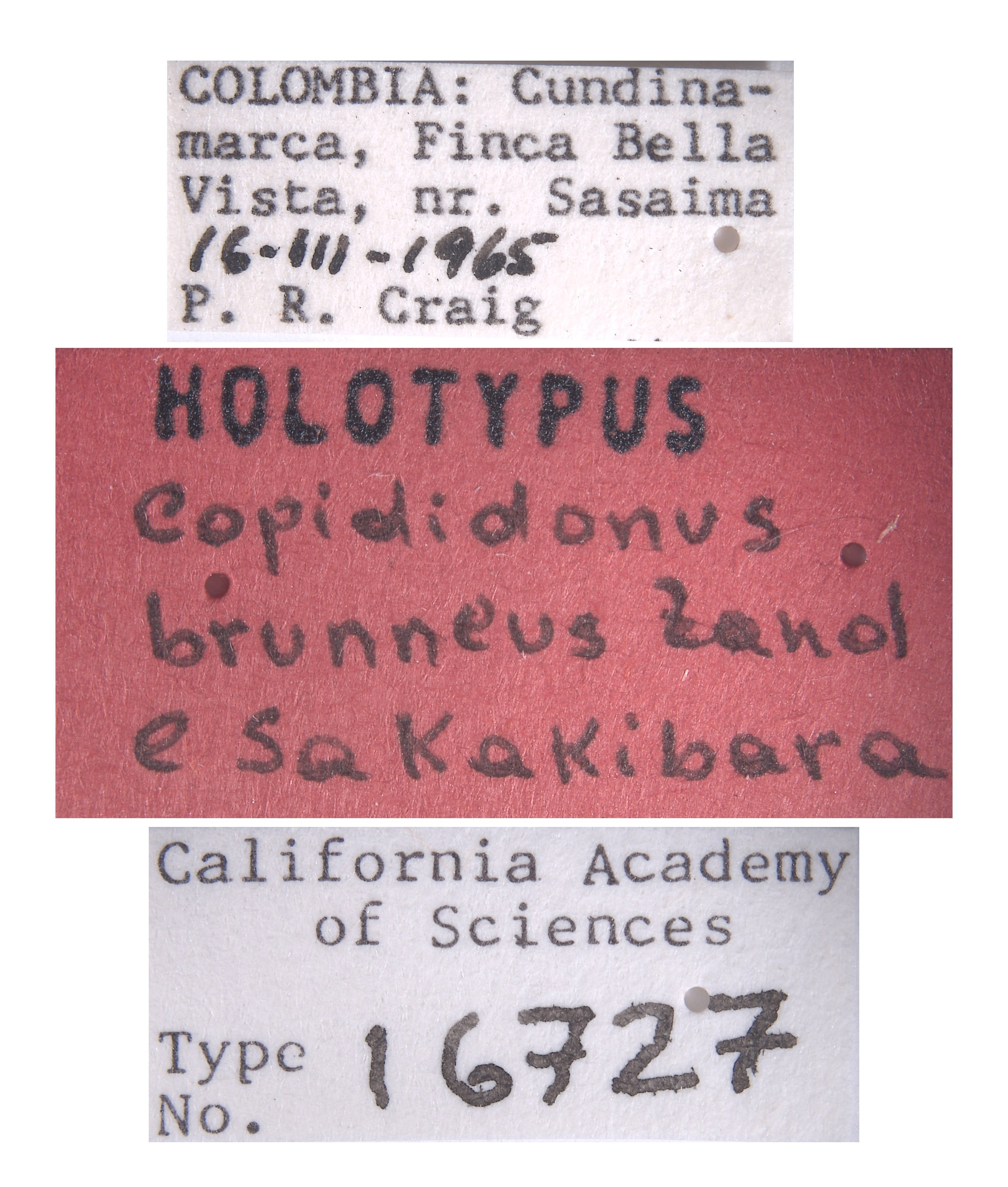 Copididonus brunneus image