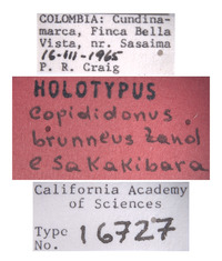 Copididonus brunneus image