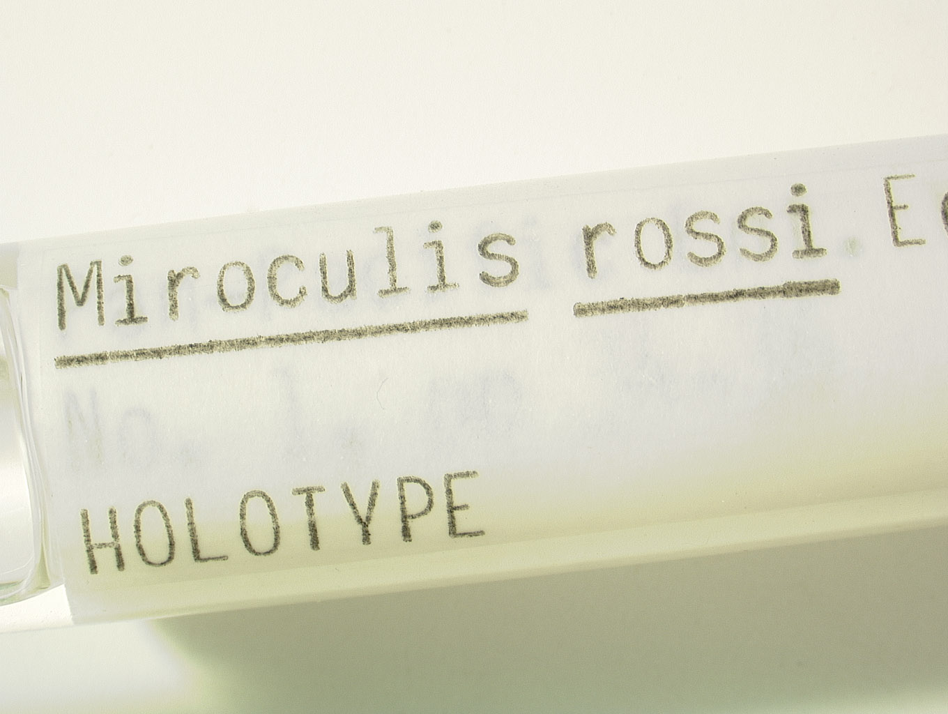 Miroculis rossi image