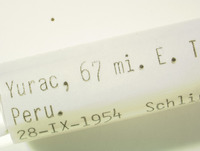 Miroculis rossi image