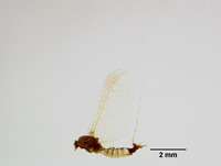 Miroculis rossi image