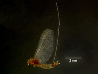 Miroculis rossi image