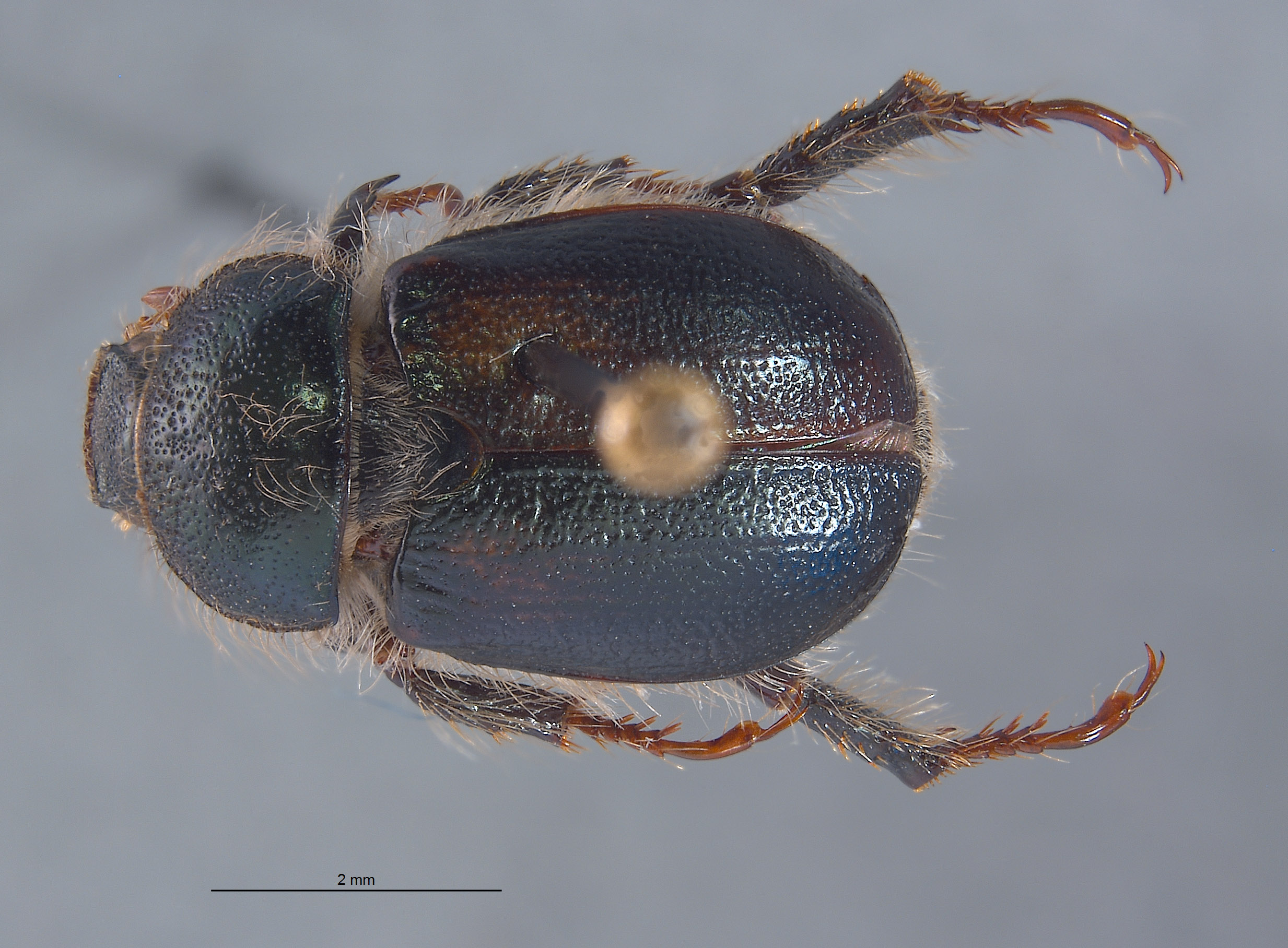 Parachrysina borealis image