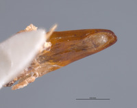 Parachrysina borealis image