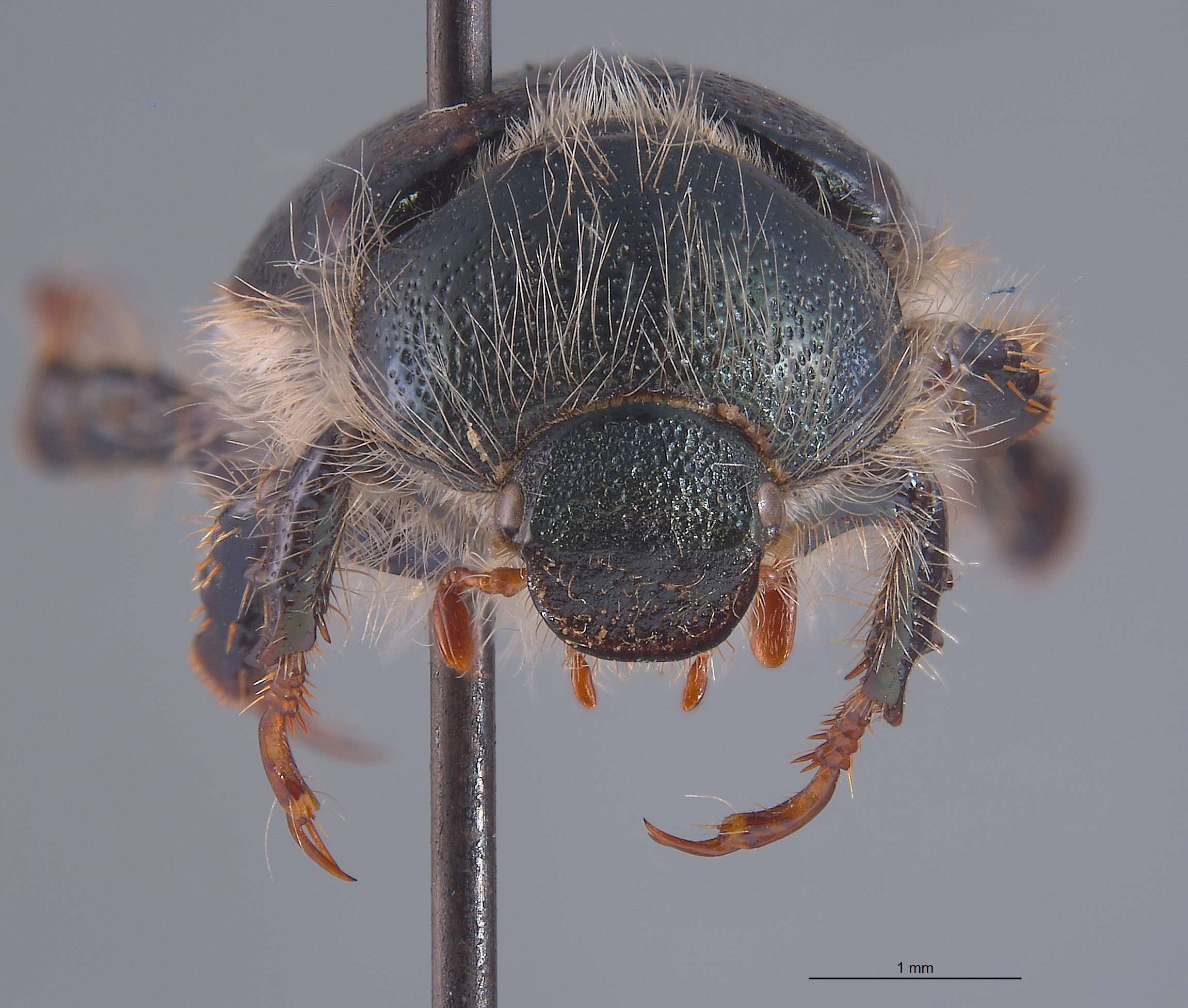 Parachrysina borealis image