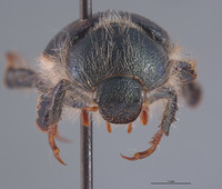 Parachrysina borealis image