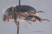 Parachrysina borealis image