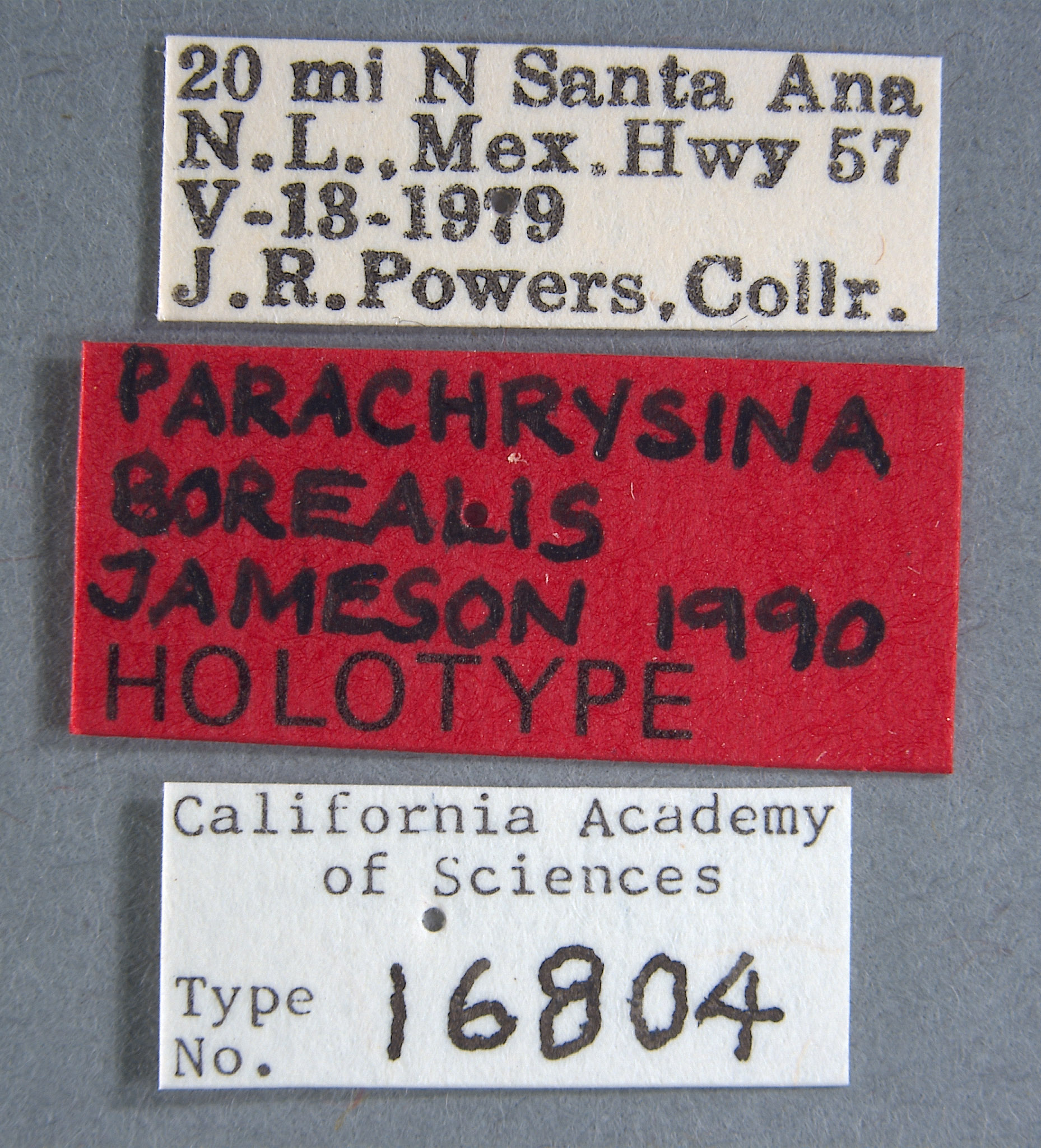 Parachrysina borealis image